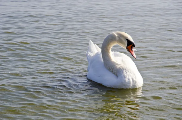 Лебедь плавает по воде. Бесплатный птичий крупный план . — стоковое фото