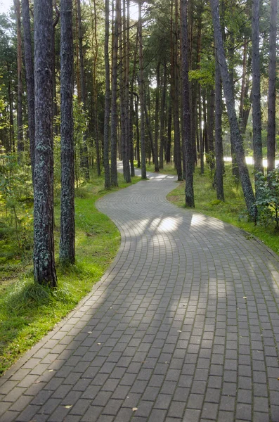 Carreaux de sentier pavés sournois dans la forêt de pins . — Photo