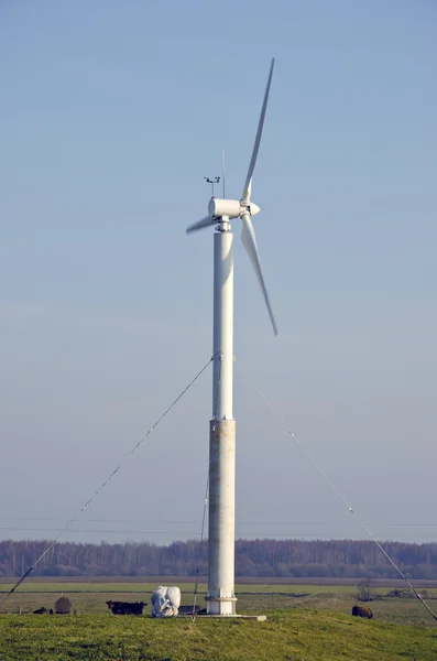 Roterende windmolen en koeien. hernieuwbare energie van de wind. — Stockfoto