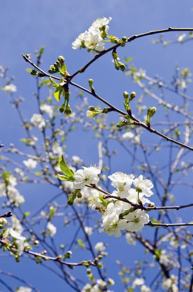リンゴの木の枝に咲くホワイトの詳細. — ストック写真