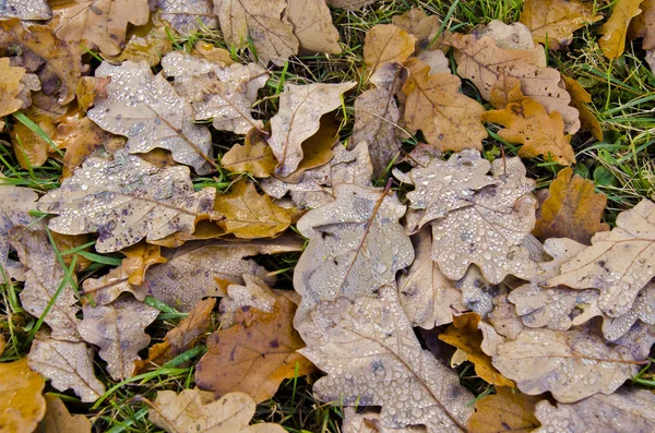 Gocce d'acqua su foglie di quercia distese a terra . — Foto Stock