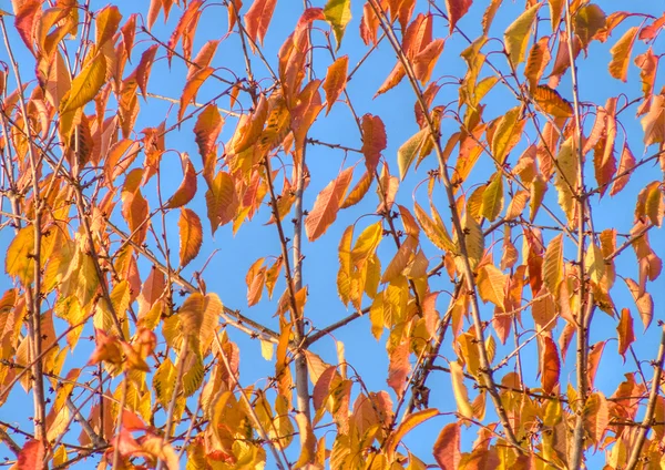 stock image Yellow leaves