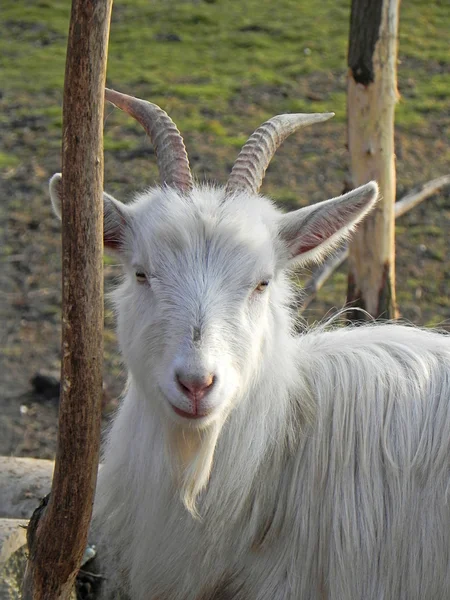 stock image Goat portrait