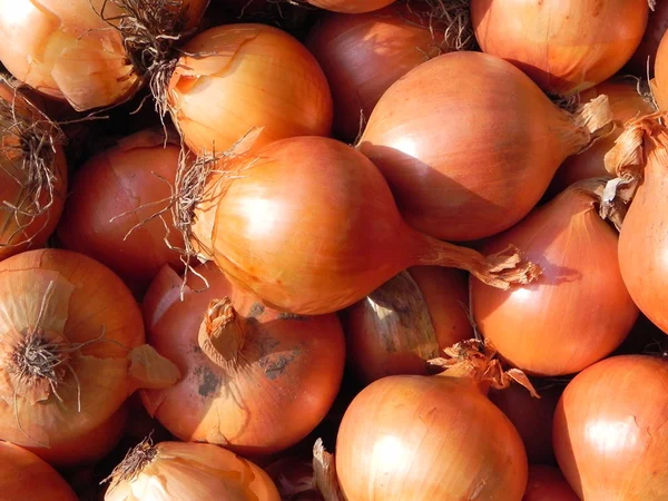 stock image Onions