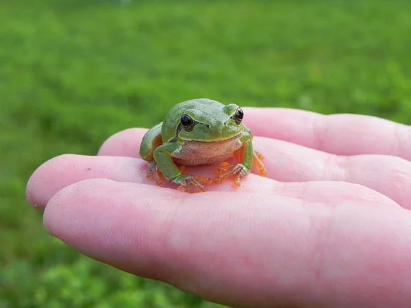Tree frog on fingers — Stock Photo, Image
