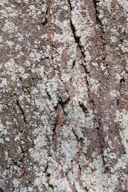 Tree bark texture clipart