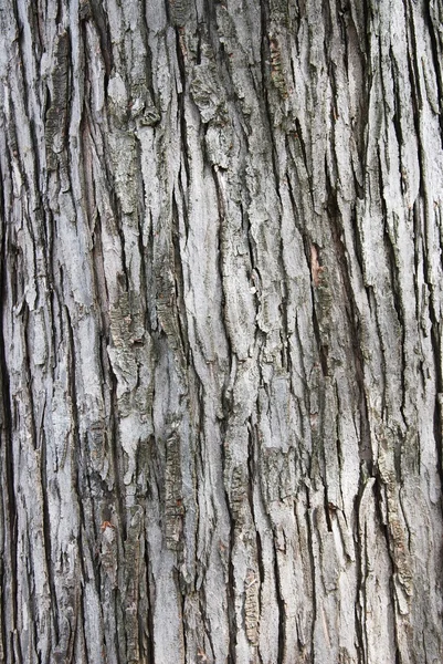stock image Tree bark texture