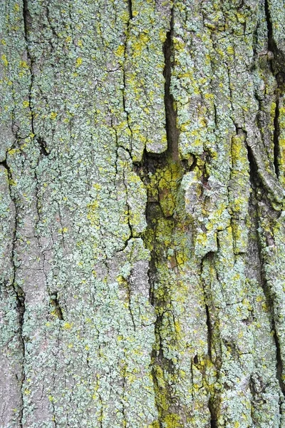 Ağaç kabuğu dokusu — Stok fotoğraf