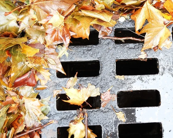 Stock image Leaf on the wet manhole