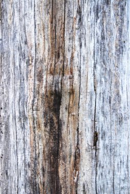 Tree bark texture clipart