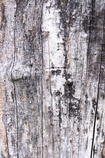 Дерево текстури кора — стокове фото