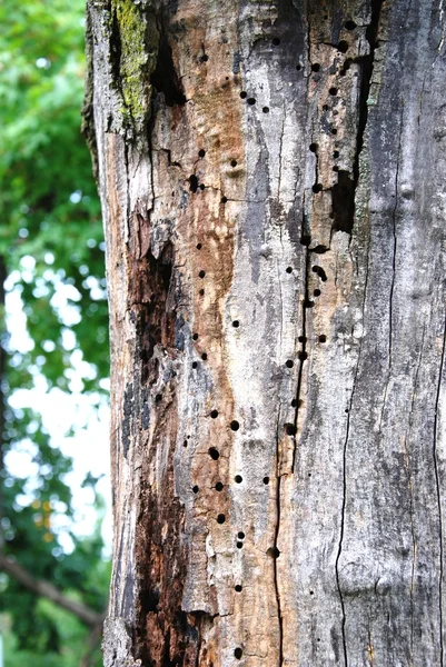 Текстура коры дерева — стоковое фото