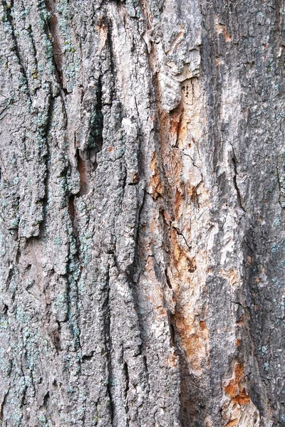 Υφή φλοιού δένδρου — Φωτογραφία Αρχείου