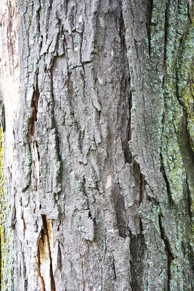 Текстура коры дерева — стоковое фото