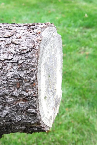 Trozo de un árbol recién cortado — Foto de Stock