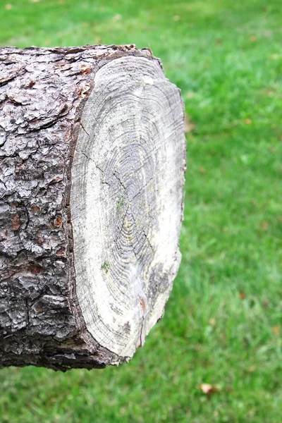 Κούτσουρο ενός δέντρου που φρεσκοκομμένου — Φωτογραφία Αρχείου