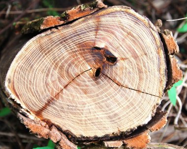 Tree bark texture clipart