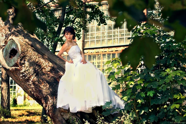 Braut posiert auf einem Baum im Garten — Stockfoto