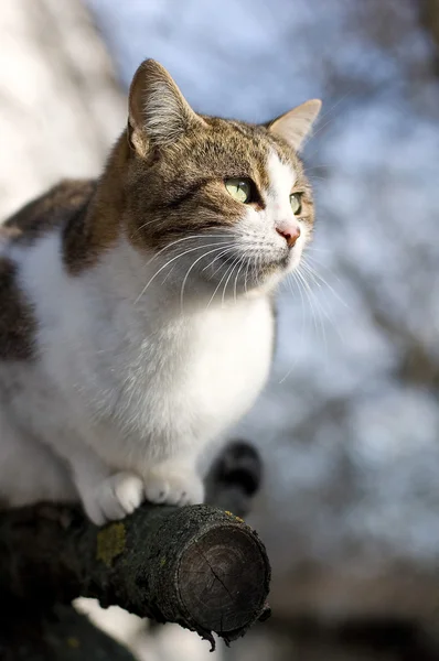 stock image Domestic cat sitting on a tree and scan the area for violators