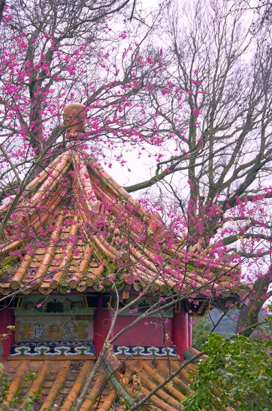 Cheeryblossom en tempel in taiwan — Stockfoto