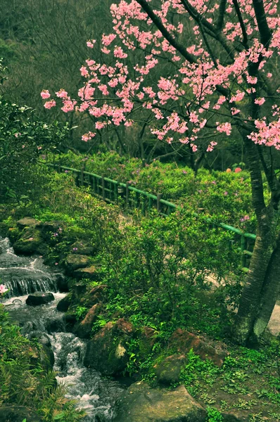 Fleur de cerisier et petite rivière — Photo