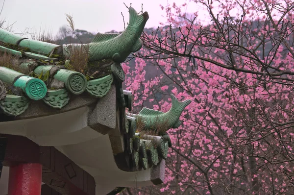Tetto tempio verde e fiori di ciliegio — Foto Stock