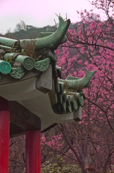 Zöld templom tető és a cherry blossom — Stock Fotó