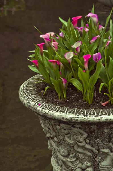 Roze bloemen in een pot op het water — Stockfoto