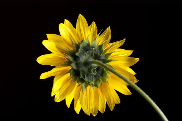 Rückseite einer Sonnenblume. — Stockfoto