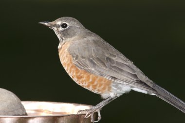 Kuş Banyosu üzerinde tünemiş robin.