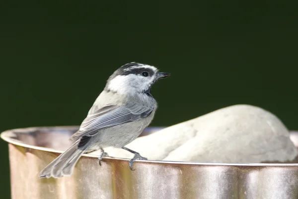 Zwarte capped chickadee. — Stockfoto