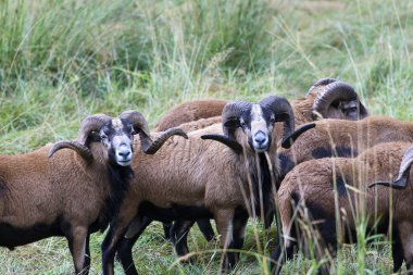 Herd of blackbellied sheep. clipart