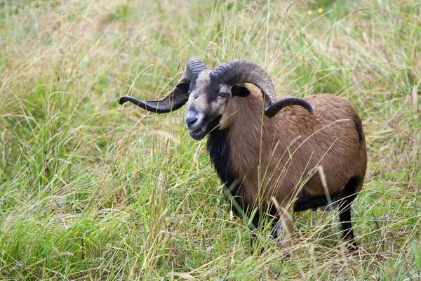 Чорношкірі вівці в траві . — стокове фото