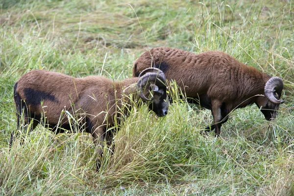 Wypasu owiec blackbellied. — Zdjęcie stockowe
