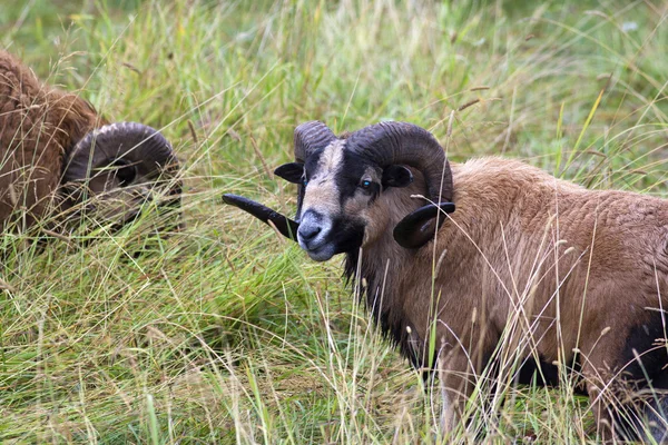 Americký blackbellied ovce. — Stock fotografie
