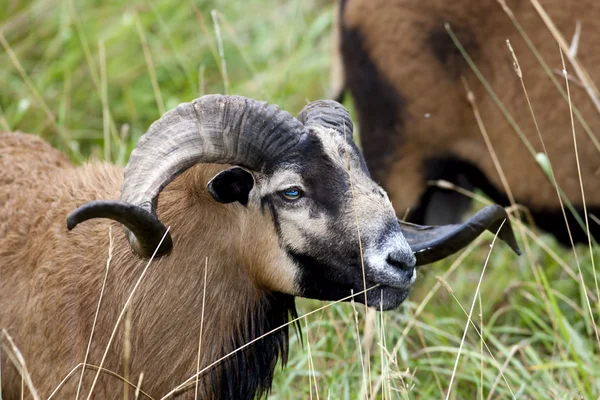 Blackbellied schapen. — Stockfoto