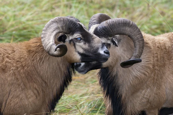 Close up van blackbellied schapen. — Stockfoto
