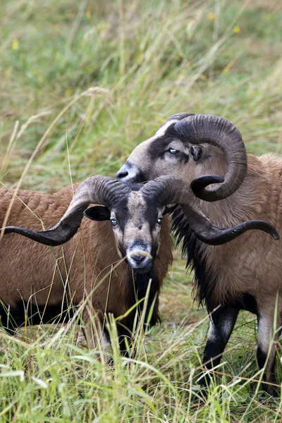 Dos ovejas Blackbellied cercanas . —  Fotos de Stock