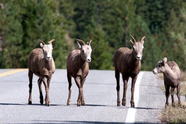 yol yürüyüş.