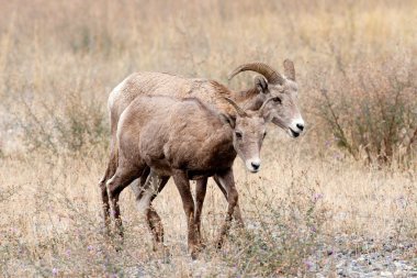 Bighorn koyun ve kuzu.