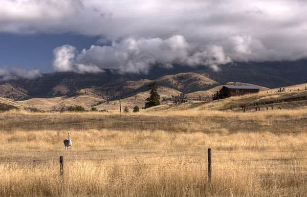 Lama farmu v Montaně. — Stock fotografie
