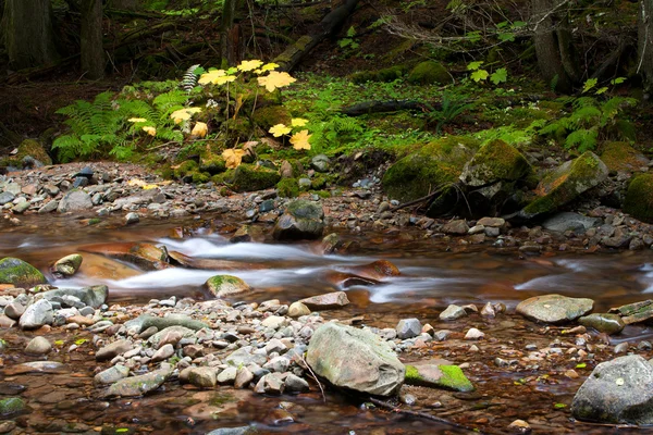 Gele bladeren door stream. — Stockfoto