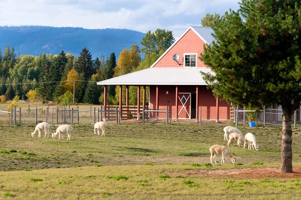 Alpakkaer på en gård . – stockfoto