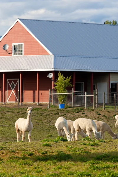 羊驼的农场. — 图库照片