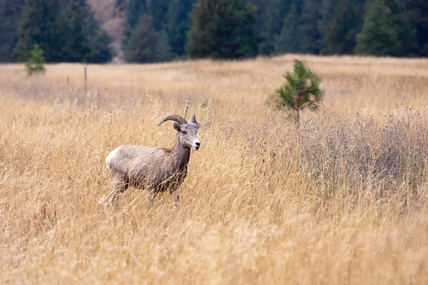 Owiec bighorn małych w trawie. — Zdjęcie stockowe