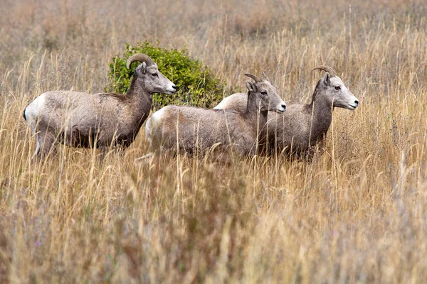 Malé stádo ovce tlustorohá. — Stock fotografie