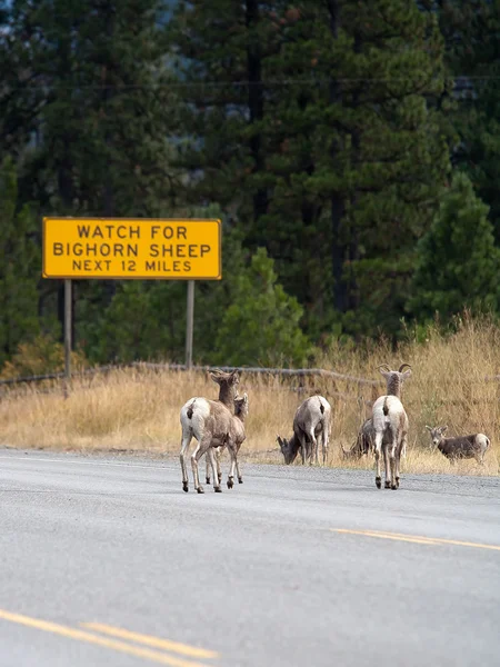 Bighorn sheep warning sign. — Stock Photo, Image