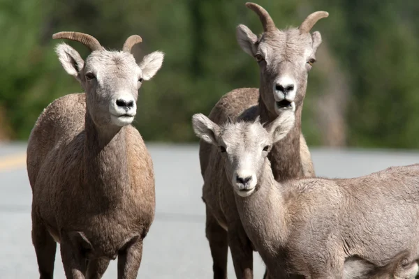 Zbliżenie owiec bighorn. — Zdjęcie stockowe