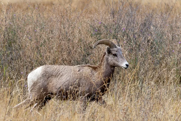 Majestatyczny bighorn owca. — Zdjęcie stockowe