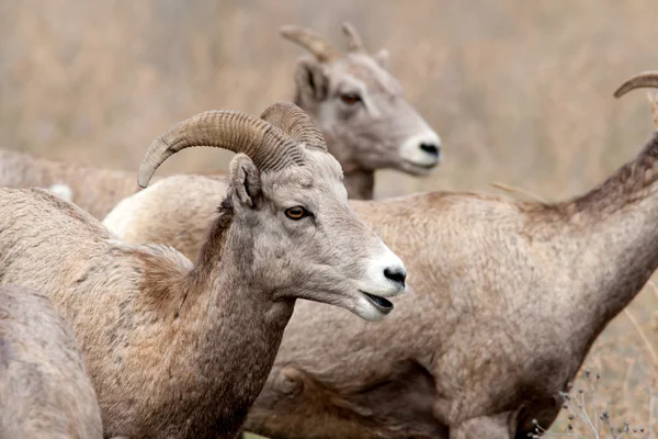 Bliska owiec bighorn. — Zdjęcie stockowe